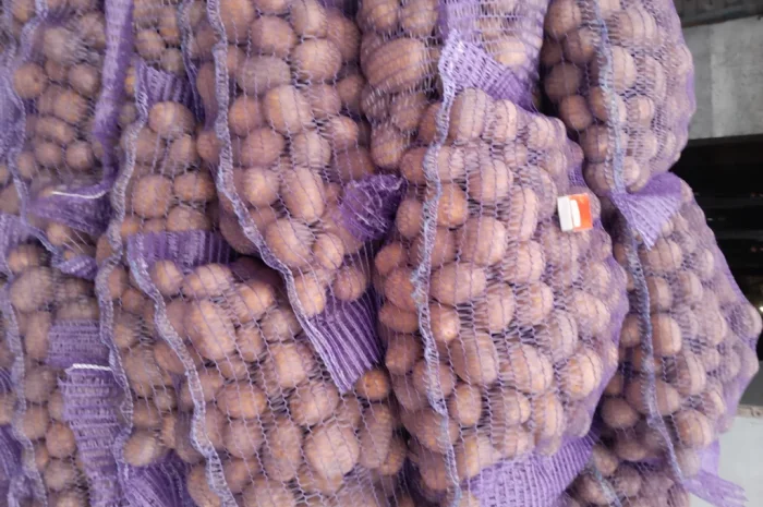 Продажа картофеля сорт Коломбо и Ред Леді- фото № 13