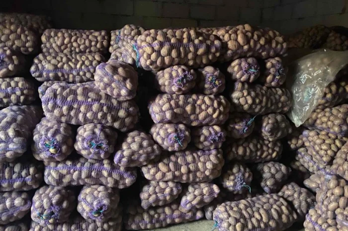 Купити товарну картоплю від населення- фото № 1