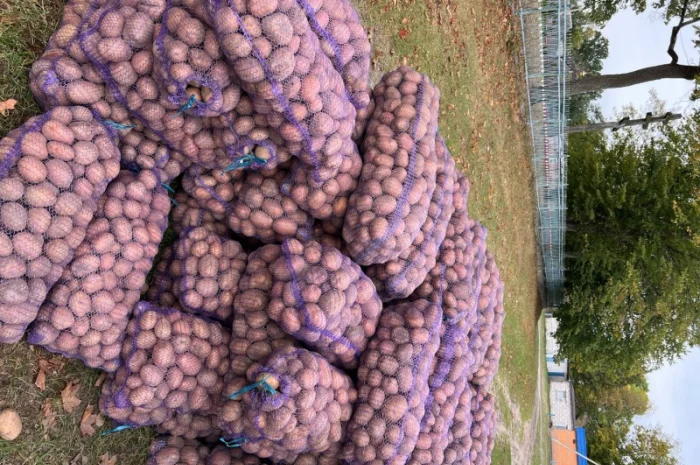 Купити товарну картоплю від населення- фото № 3