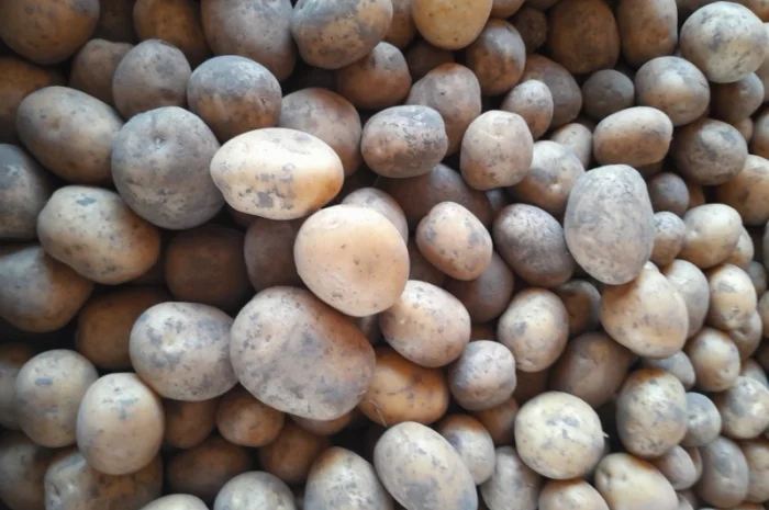 Продажа картофеля сорт Коломбо, Сузанна и Ред Леди- фото № 1