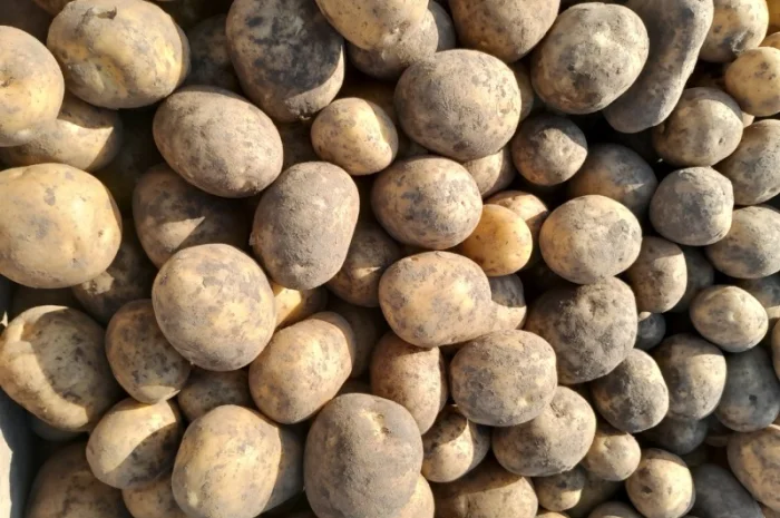 Продажа картофеля сорт Коломбо, Сузанна и Ред Леди- фото № 2