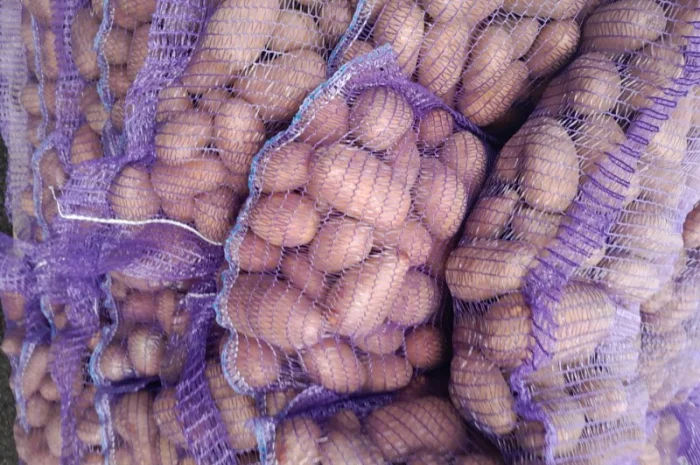 Продажа картофеля сорт Коломбо, Сузанна и Ред Леди- фото № 3