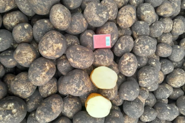 Продажа картофеля сорт Коломбо, Сузанна и Ред Леди- фото № 5