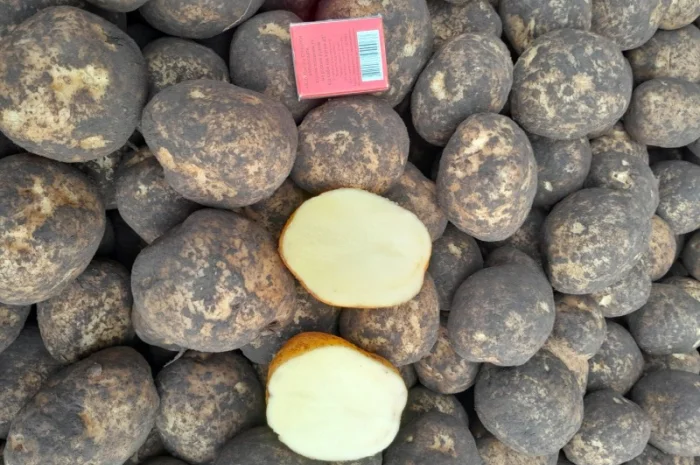 Продажа картофеля сорт Коломбо, Сузанна и Ред Леди- фото № 6