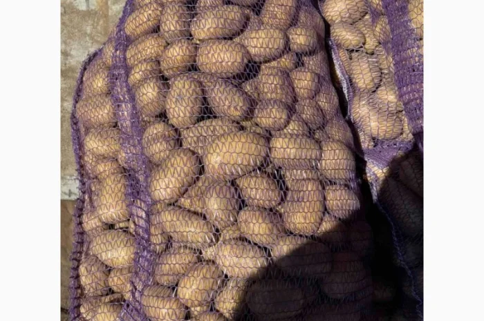 Продаю картоплю Гранада та Королева Анна- фото № 2