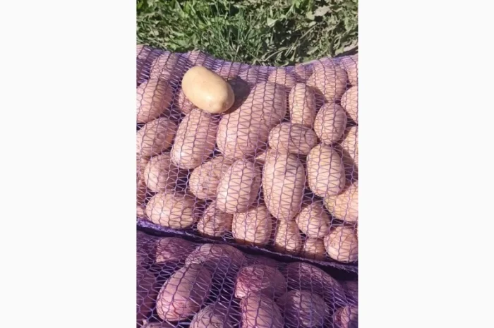 Продаж картоплі сорт Гранада та Белороса- фото № 4