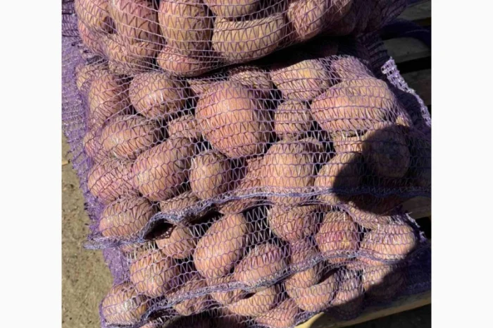 Продаж картоплі сорт Гранада та Белороса- фото № 5