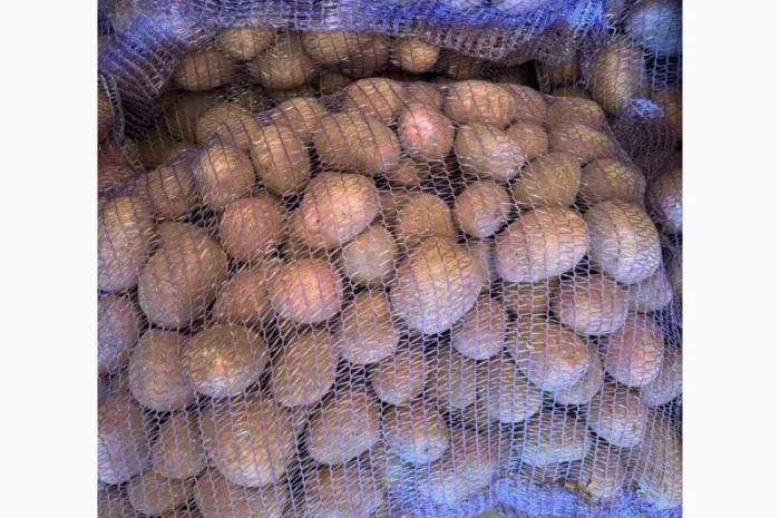 Продаж картоплі сорт Гранада та Белороса- фото № 6