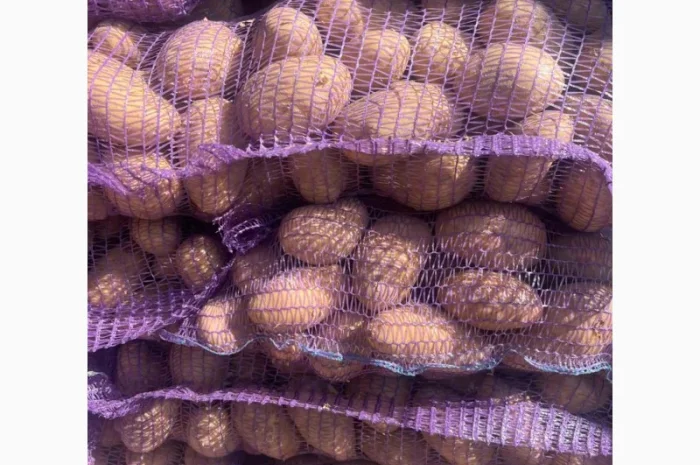 Продажа картофеля сорта Гранада Аризона Белароса- фото № 3