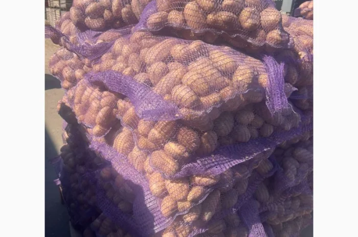 Продажа картофеля сорта Гранада Аризона Белароса- фото № 4