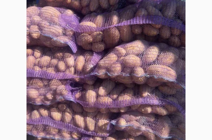 Продажа картофеля сорта Гранада Аризона Белароса- фото № 5