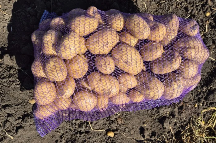 Продажа картофеля различных сортов- фото № 3