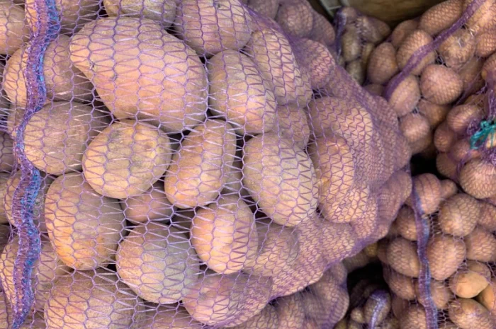 Куплю картоплю Бела Роса, Гренада, Тайфун- фото № 1