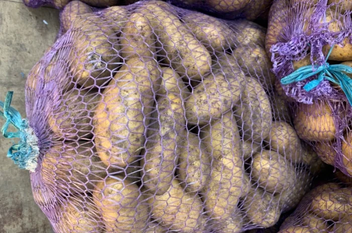 Куплю картоплю Бела Роса, Гренада, Тайфун- фото № 2