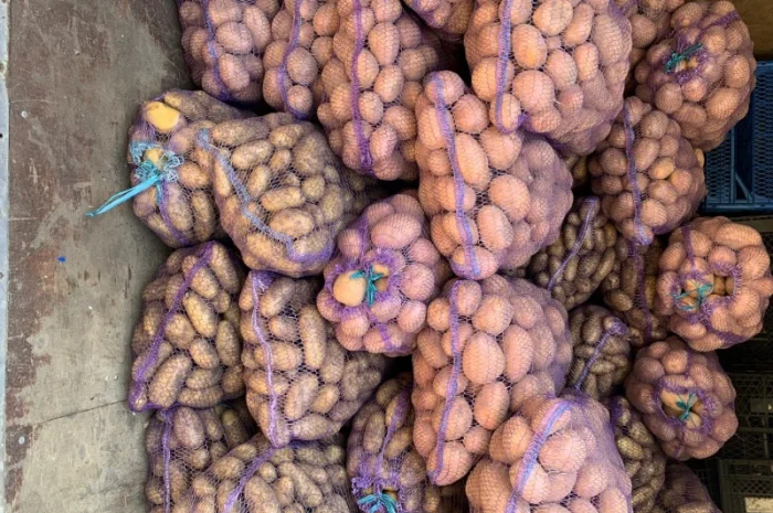 Куплю картоплю Бела Роса, Гренада, Тайфун- фото № 3