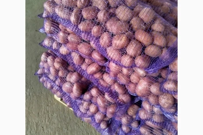 Продаж картоплі від фермерського господарства- фото № 1