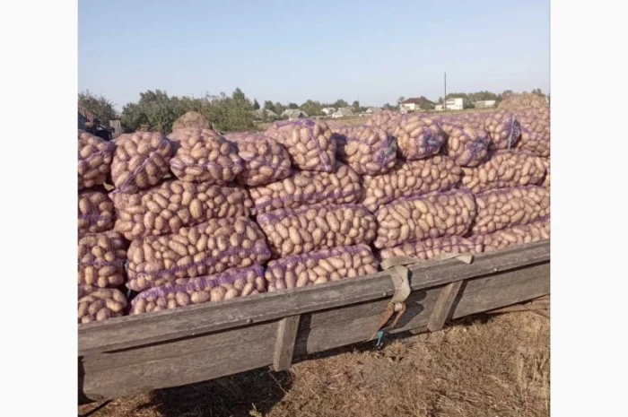 Продаж товарної картоплі- фото № 1
