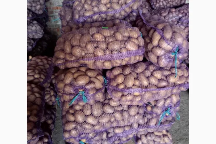 Продаж товарної картоплі- фото № 3