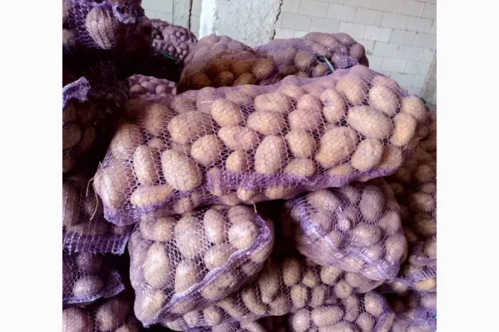 Продаж товарної картоплі- фото № 4