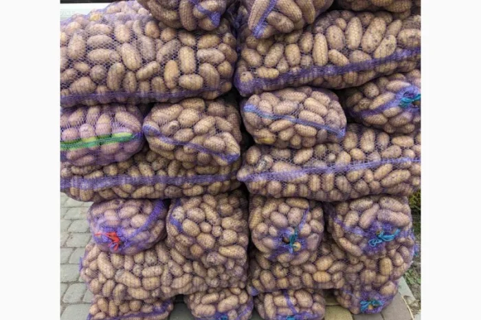 Продаж товарної картоплі- фото № 5