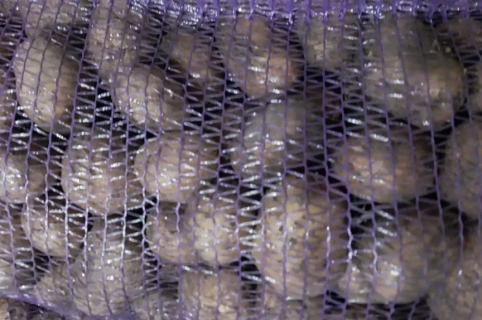 Картопля сорт Арізона хорошої якості- фото № 1