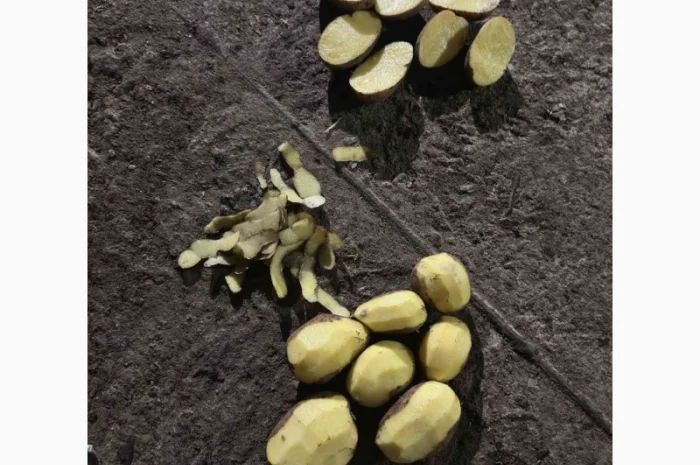 Продаю картофель разных сортов- фото № 1