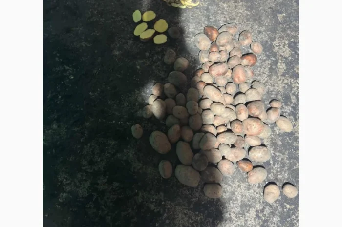 Продаю картофель разных сортов- фото № 10