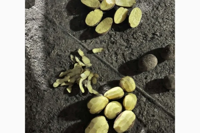 Продаю картофель разных сортов- фото № 2