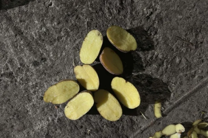 Продаю картофель разных сортов- фото № 3