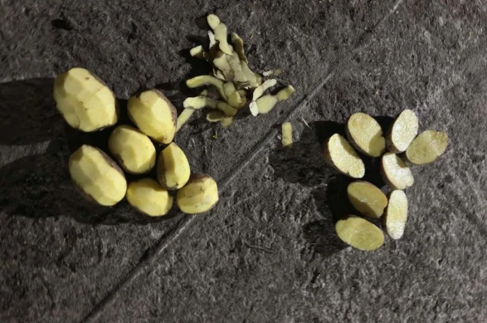 Продаю картофель разных сортов- фото № 4