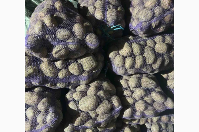 Продаю картофель разных сортов- фото № 7