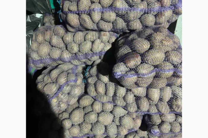 Продаю картофель разных сортов- фото № 8