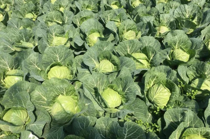 Продажа борщевого набора от производителей- фото № 5