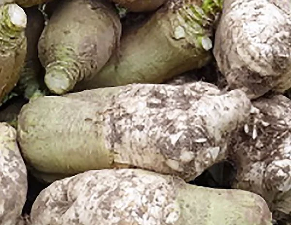 Продаж насіння Куузіку- фото № 1