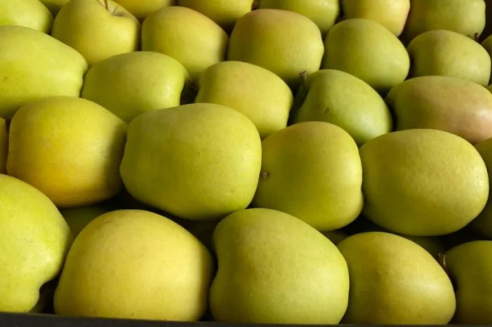 Свіжі яблука та овочі від виробника в Польщі- фото № 3