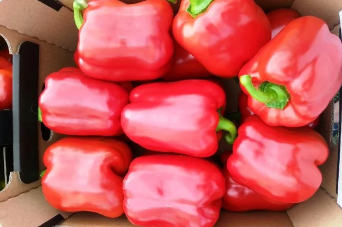 Свіжі яблука та овочі від виробника в Польщі- фото № 5