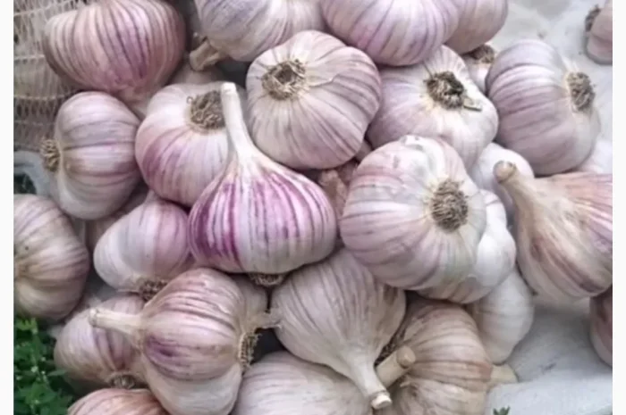 Оптом овощи: картошка, капуста, морковь и другие- фото № 1