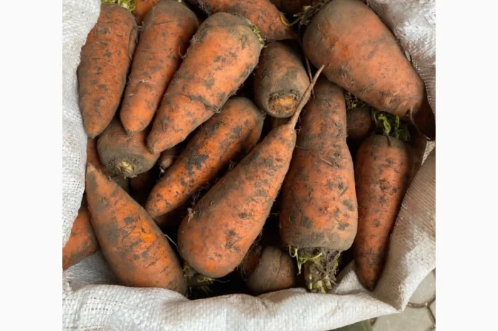 Оптом овощи: картошка, капуста, морковь и другие- фото № 2