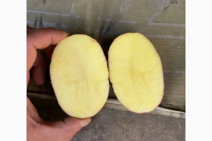 Оптом овощи: картошка, капуста, морковь и другие- фото № 4