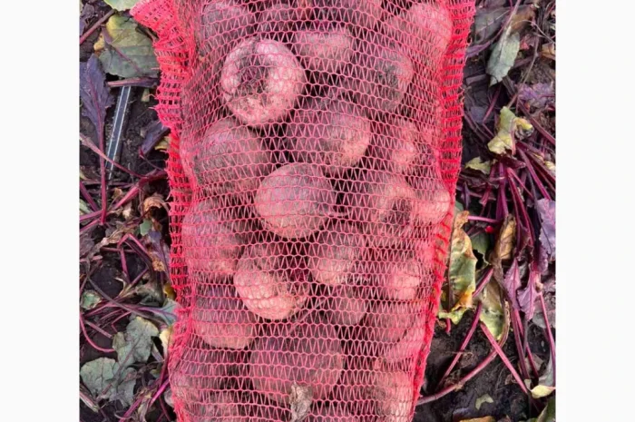 Продается борщевой набор по доступным ценам- фото № 3