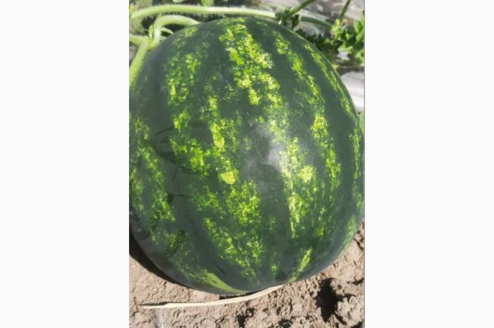 Арбузи оптом 2025 - Прямі поставки- фото № 1