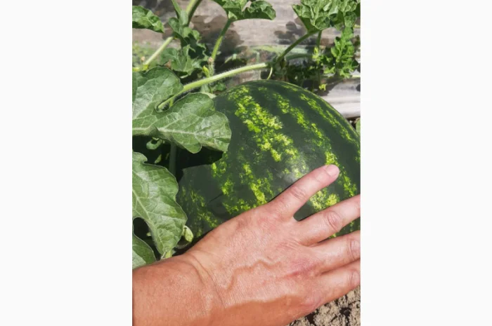 Арбузи оптом 2025 - Прямі поставки- фото № 2