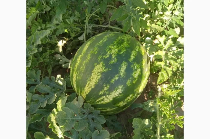 Продаю кавун сорт талісман 5-10кг- фото № 1