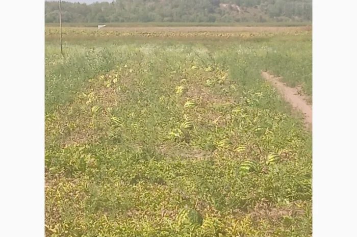 Продаю кавун сорт Талісман- фото № 1