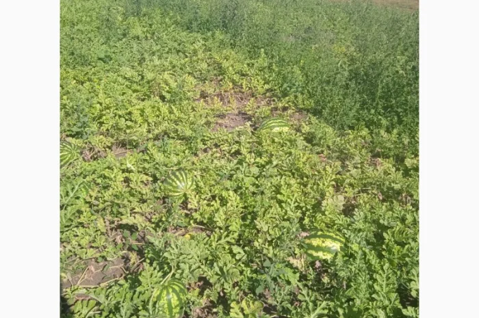 Продаю кавун сорт Талісман- фото № 2