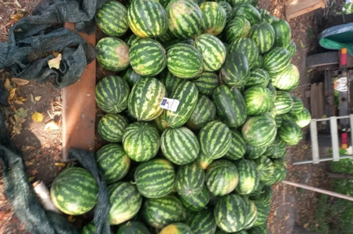 Продажа арбузов сортов Талісман, Юмі, Арашан- фото № 2