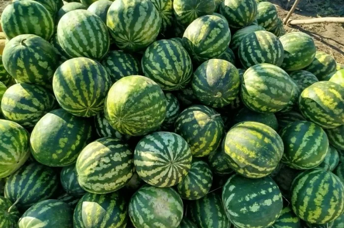 Кавун сорт АУ Продюсер на продажу- фото № 1