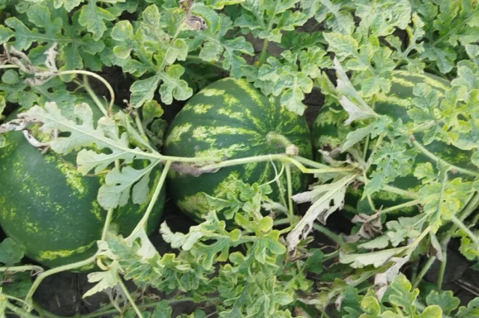 Кавун сорт АУ Продюсер на продажу- фото № 2