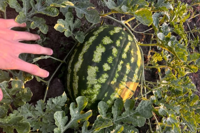 Кавун сорт Продюсер у продажу- фото № 1