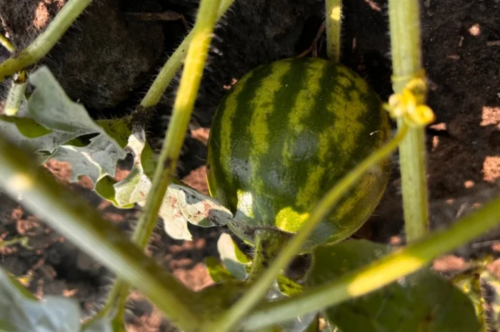 Кавун сорт Продюсер до 4 кг на продаж- фото № 1